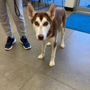 YORK-Stray-15911 -  Husky Dog for Adoption in York, Pennsylvania - YORK-Stray-15911 | PetCurious