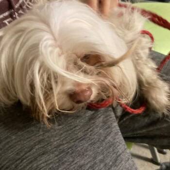 Mixed Breed Dogs Available for Adoption - Bud | PetCurious