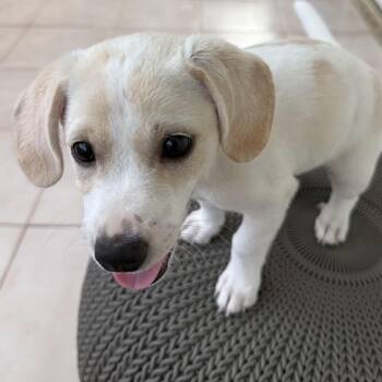Baby -  Chihuahua Dog for Adoption in Isabela, Isabela - Baby | PetCurious