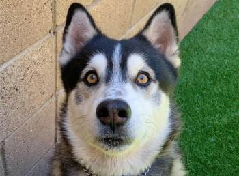 SAVE ME PLEASE DArtagnan - IDA552798 -  Siberian Husky Dog for Adoption in San Marcos, California - SAVE ME PLEASE DArtagnan - IDA552798 | PetCurious