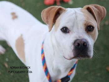Twix -  Mixed Breed Dog for Adoption in Nashville, Tennessee - Twix | PetCurious