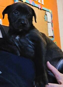 Mixed Breed and Labrador Retriever Dogs Available for Adoption in Crandon, Wisconsin - Stella | PetCurious