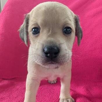 Chibs -  Terrier and Pug Dog Available for Adoption in Jasper, Indiana - Chibs | PetCurious