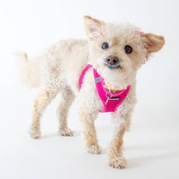Lemon Lime 14271 -  Poodle and Bichon Frise Dog for Adoption in San Francisco, California - Lemon Lime 14271 | PetCurious