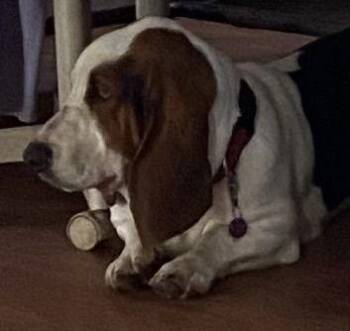 Basset Hound Dogs Available for Adoption - Bob (Yuba City) | PetCurious