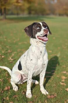 Clover -  Pointer Dog for Adoption in West Palm Beach, Florida - Clover | PetCurious