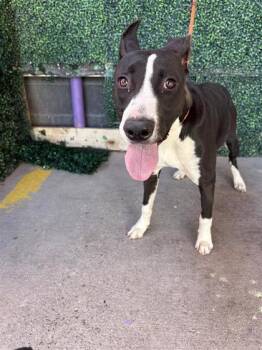 60599244 -  Pit Bull Terrier and Mixed Breed Dog for Adoption in El Paso, Texas - 60599244 | PetCurious