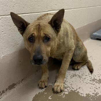 Australian Cattle Dog Blue Heeler and Shepherd Dogs Available for Adoption in Lawrenceville, Georgia - Ic 18c Quill Hw+ | PetCurious