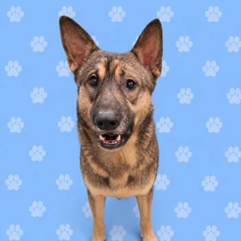 Ed Wolfington  AKA:Wolf -  Mixed Breed Dog for Adoption in Bartlett, Tennessee - Ed Wolfington  AKA:Wolf | PetCurious