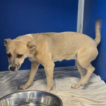 110902 -  Mixed Breed Dog for Adoption in Las Cruces, New Mexico - 110902 | PetCurious