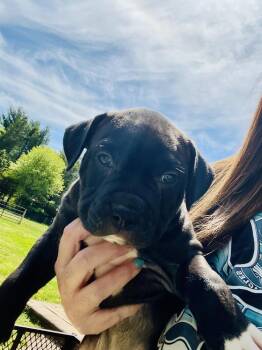 Pit Bull Terrier and Mixed Breed Dogs Available for Adoption - Napoli   (Tour Of Italy 2026)  Fka San Lorenzo | PetCurious