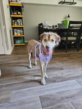 Daisy (Cleveland Mama) -  Retriever Dog for Adoption in Brewster, New York - Daisy (Cleveland Mama) | PetCurious