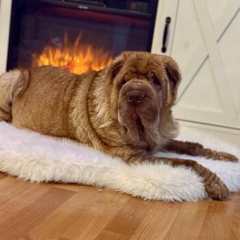 Rescue Shar Pei Dogs for Adoption in Calabash, North Carolina - Gravy | PetCurious