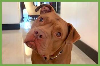 Coco -  Pit Bull Terrier and American Staffordshire Terrier Dog for Adoption in Amherst, Massachusetts - Coco | PetCurious