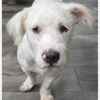 Tabitha -  Terrier and Mixed Breed Dog for Adoption in Verona, New Jersey - Tabitha | PetCurious