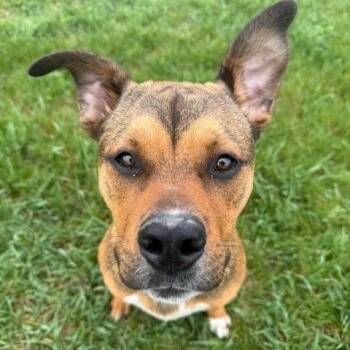 Mixed Breed Dogs Available for Adoption in Bristol, Indiana - Pooh Bear | PetCurious
