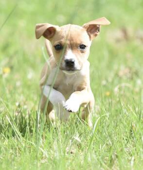 Chihuahua and Australian Shepherd Dogs Available for Adoption in Mechanicsburg, Pennsylvania - Charo | PetCurious