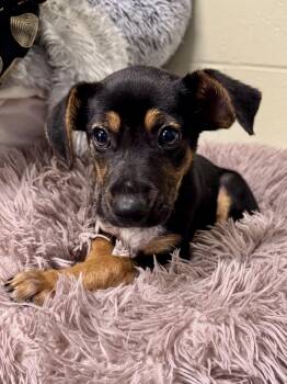 Crackle -  Australian Cattle Dog Blue Heeler Dog for Adoption in St. Joseph, Michigan - Crackle | PetCurious