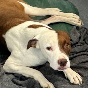 Bowie -  American Bulldog Dog for Adoption in Kingman, Arizona - Bowie | PetCurious