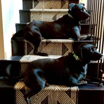 Labrador Retriever Dogs Available for Adoption - Siri | PetCurious