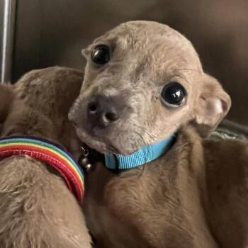 Chihuahua Dogs Available for Adoption in Austin, Texas - Kreacher | PetCurious