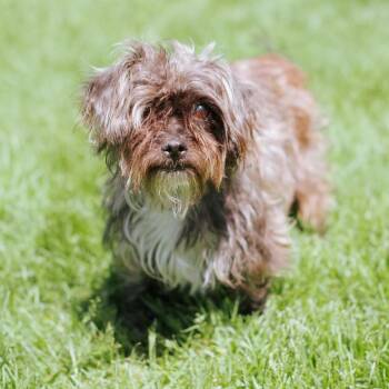 Terrier Dogs Available for Adoption in Northbrook, Illinois - Enro | PetCurious