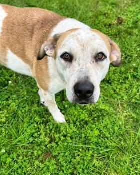 Polkey -  Pointer Dog for Adoption in Olympia, Washington - Polkey | PetCurious