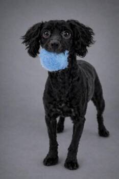 Poodle Dogs Available for Adoption - William | PetCurious