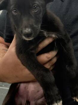 Rye -  Black Labrador Retriever Dog for Adoption in Campbellsville, Kentucky - Rye | PetCurious
