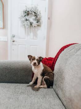 Australian Cattle Dog Blue Heeler Dogs Available for Adoption - Cupid | PetCurious