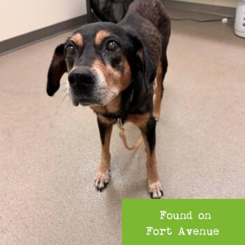 Princess Tiana -  Coonhound Dog for Adoption in Lynchburg, Virginia - Princess Tiana | PetCurious