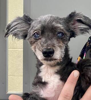 Rog (Roger) -  Yorkshire Terrier and Poodle Dog for Adoption in Glasgow, Kentucky - Rog (Roger) | PetCurious
