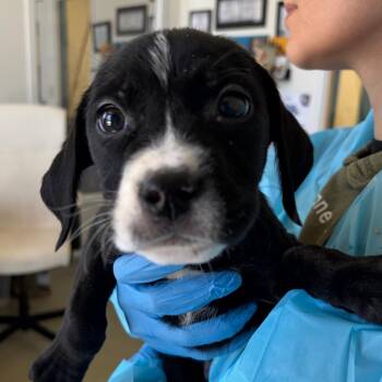 Terrier and Mixed Breed Dogs Available for Adoption - Howie | PetCurious