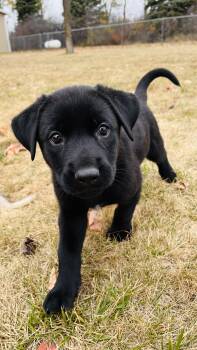 Rescue Mixed Breed Dogs for Adoption in Sioux Falls, South Dakota - Sansa | PetCurious