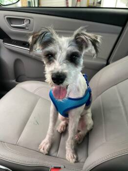 Rocket -  Schnauzer and Poodle Dog for Adoption in Whitestown, Indiana - Rocket | PetCurious