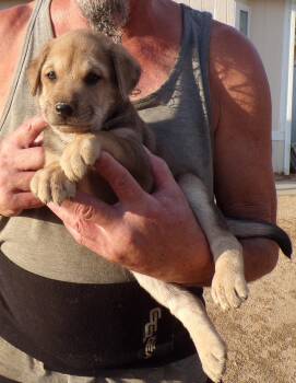 HAAS -  Labrador Retriever and Shepherd Dog for Adoption in Corona, California - HAAS | PetCurious