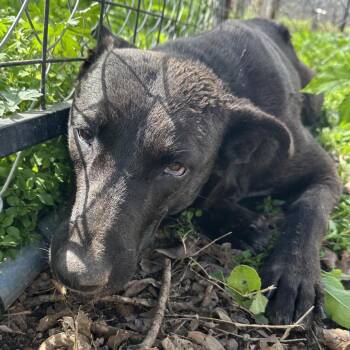 Mixed Breed Dogs Available for Adoption - Rufus | PetCurious