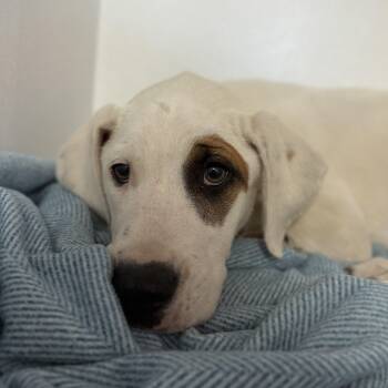 Hound Dogs Available for Adoption in Columbia, South Carolina - Cedar | PetCurious