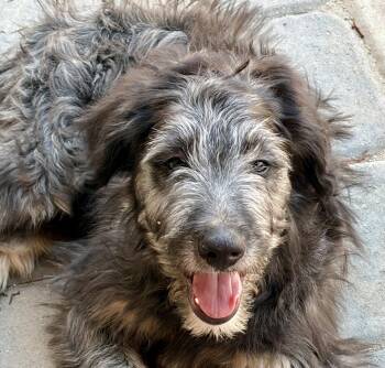 Scruffy -  Border Collie and Poodle Dog for Adoption in Polson, Montana - Scruffy | PetCurious