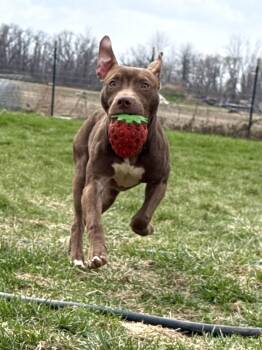 Pit Bull Terrier Dogs Available for Adoption in Hilton, New York - Gadget | PetCurious