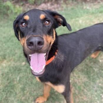 Jordan -  Doberman Pinscher and Mixed Breed Dog for Adoption in Grand Rapids, Michigan - Jordan | PetCurious
