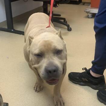 Nacho -  Mixed Breed Dog for Adoption in West Palm Beach, Florida - Nacho | PetCurious