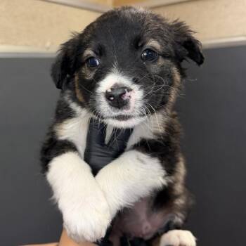 Shepherd Dogs Available for Adoption in Palm Springs, California - Maurice | PetCurious