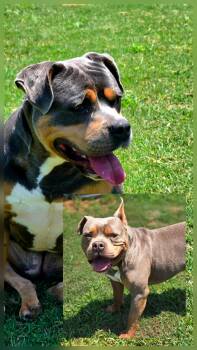 Bonded Couple -  American Bully Dog for Adoption in Sheridan, Arkansas - Bonded Couple | PetCurious