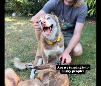 Juniper -  Husky and Siberian Husky Dog for Adoption in Boulder, Colorado - Juniper | PetCurious