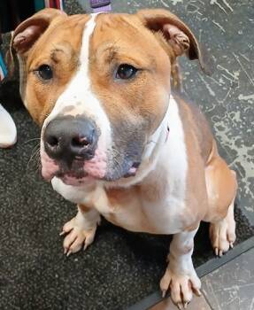 Rescue Pit Bull Terrier and Mixed Breed Dogs for Adoption in Cincinnati, Ohio - Kingston | PetCurious