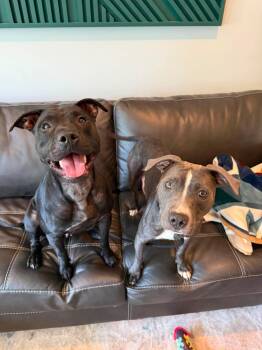 Lilith -  American Staffordshire Terrier and Labrador Retriever Dog for Adoption in Duluth, Minnesota - Lilith | PetCurious