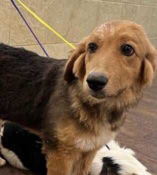 26-102 Caleb "Just Arrived!" -  Australian Shepherd and Spaniel Dog for Adoption in Richardson, Texas - 26-102 Caleb "Just Arrived!" | PetCurious