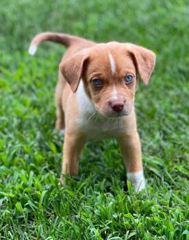 Noa -  Mixed Breed Dog for Adoption in Spring Hill, Tennessee - Noa | PetCurious