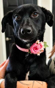 Consuela -  Labrador Retriever Dog for Adoption in El Dorado, Arkansas - Consuela | PetCurious